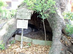 細江神社のクスノキ_大穴